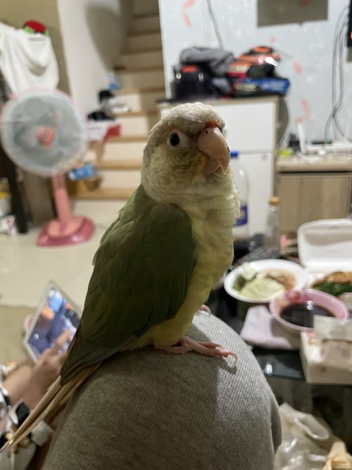 ลูกชุบ
