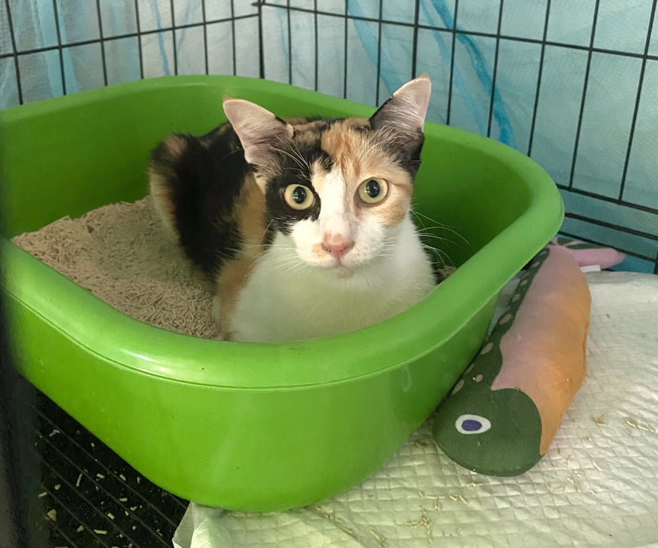 ตามหาเจ้าของแมว ผู้หญิง ทำหมันเรียบร้อยค่ะ อายุประมาณ 6-7 เดือน นิสัยเรียบร้อย ไม่ดุเลย น่ารักมากๆ ถ้าหาเพื่อนให้น้องที่บ้านเพิ่ม ตัวนี้น่าจะเข้ากันได้ดีนะคะ เพราะน้องยังอายุน้อยและนิสัยไม่ก้าวร้าวค่ะ