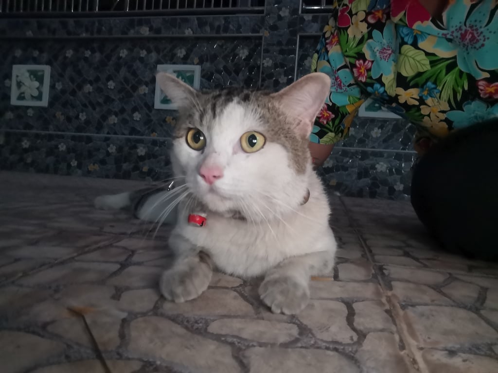 ตามหาเจ้าของแมว น้องตัวผู้ เจอวันจันทร์ที่31/03/2568 ลูบได้เกาท้องได้แต่ไม่ยอมให้อุ้ม ตัวดูสะอาด วันนี้(03/04/68) น้องดูเปื้อนมากค่ะ มีแผลเหมือนโดนไล่กัดมา