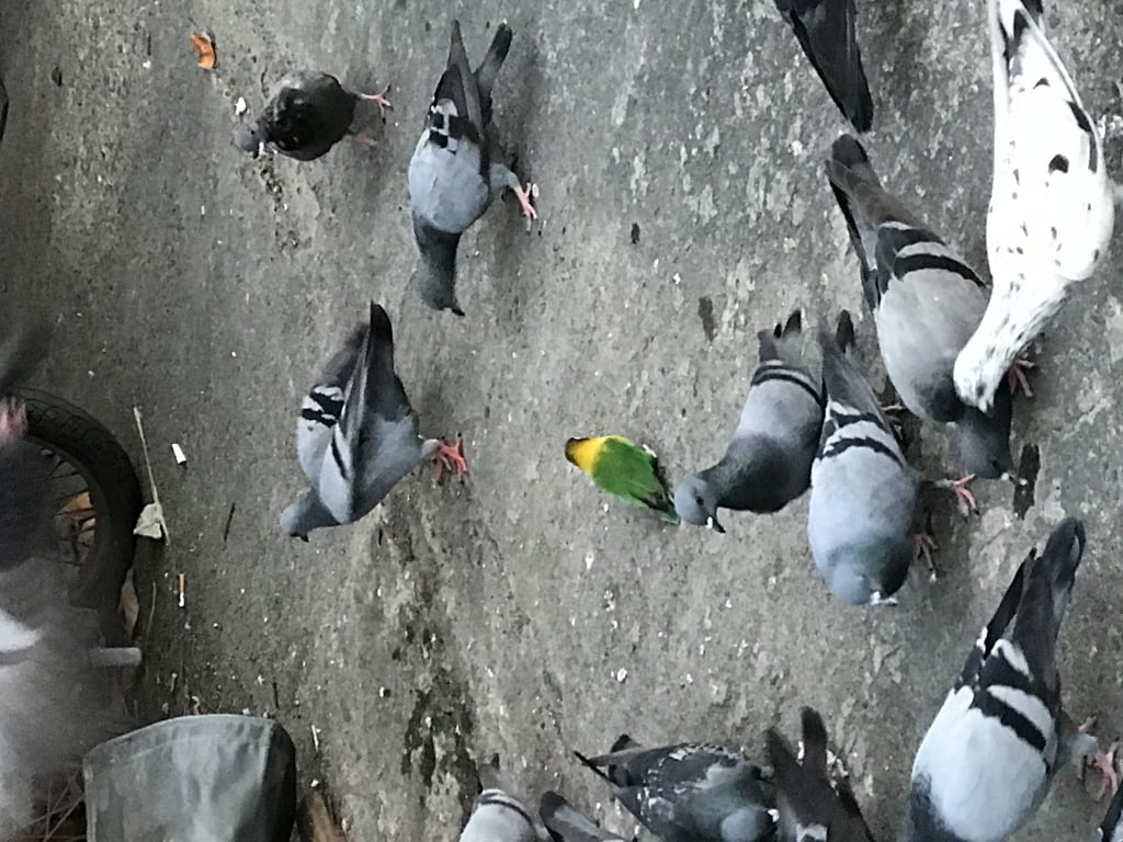 ตามหาเจ้าของนก นก เลิฟเบิร์ด ตัวเขียว คอเหลือง