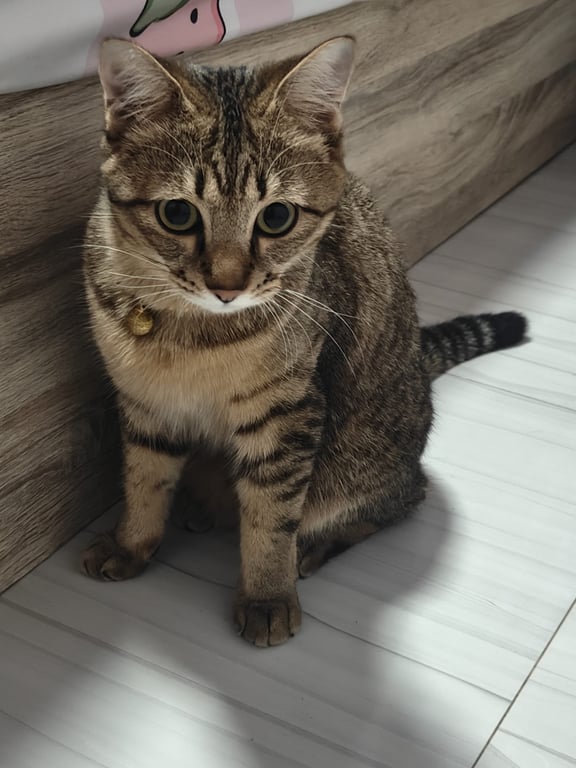 บ๊อบ