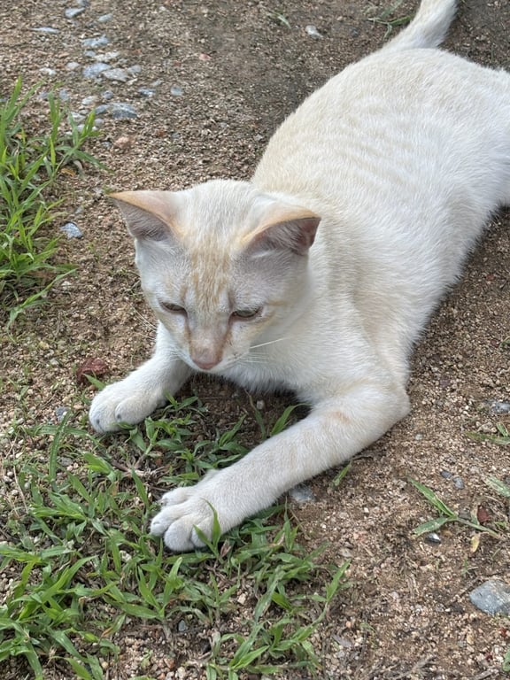 ขนุน