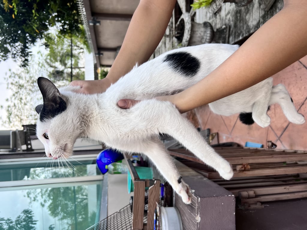 ตามหาเจ้าของแมว น้องหลงมาได้2อาทิตย์แล้วค่ะ ไม่รู้หลงมาจากไหนค่ะ