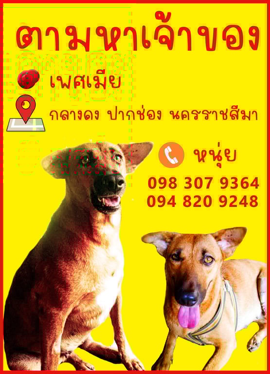ตามหาเจ้าของหมา 