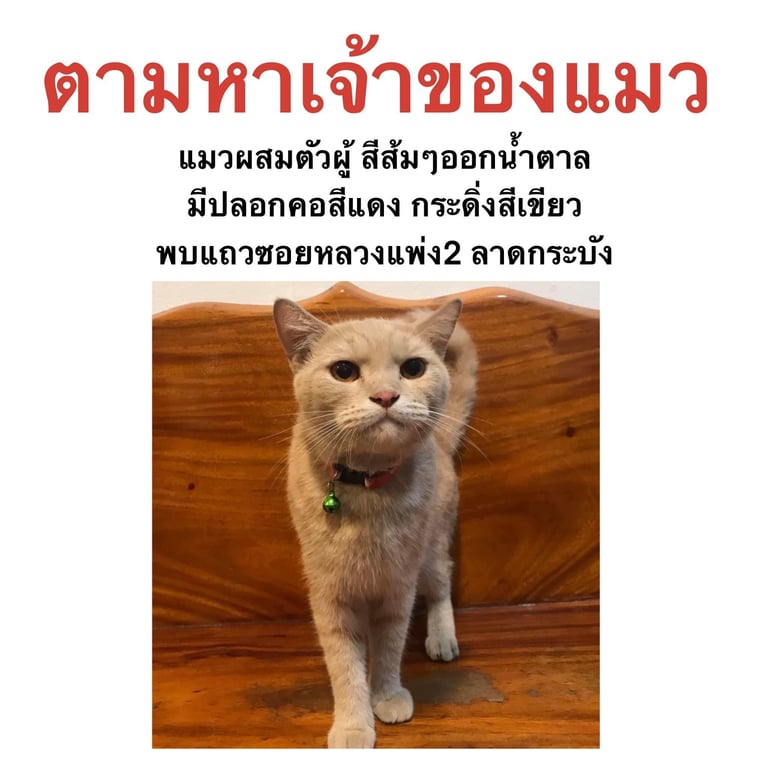 ตามหาเจ้าของแมว น้องฟันเคี้ยวข้างขวาแหว่งไม่แน่ใจว่าเกิดก่อนหรือเพิ่งเป็น มีนิสัยเข้ากับคนได้