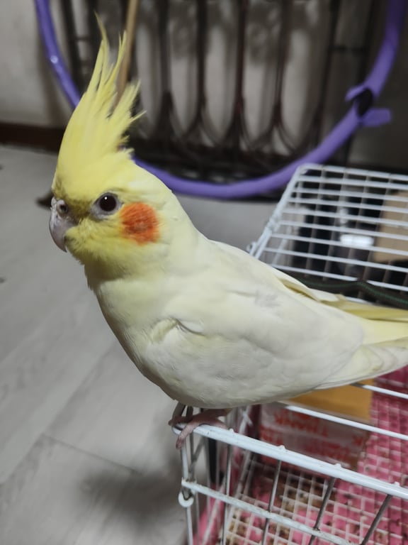 ตามหาเจ้าของนก 