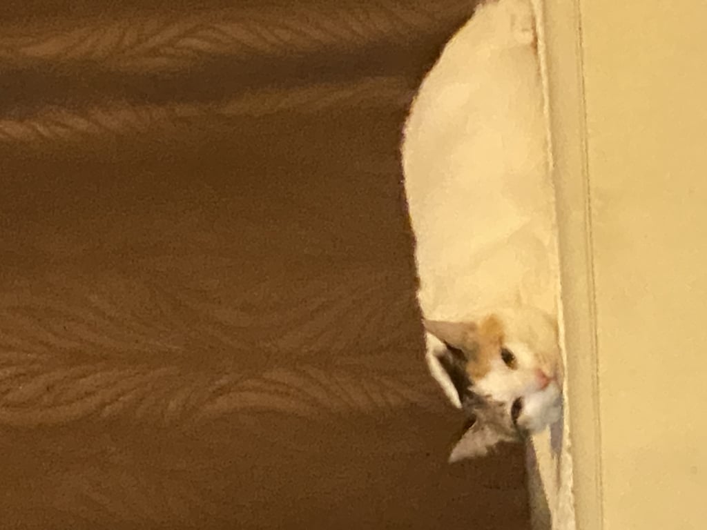 ตามหาเจ้าของแมว แมวชื่อมินู อายุประมาณ1ขวบ สีขาวสามสี หางสั้น