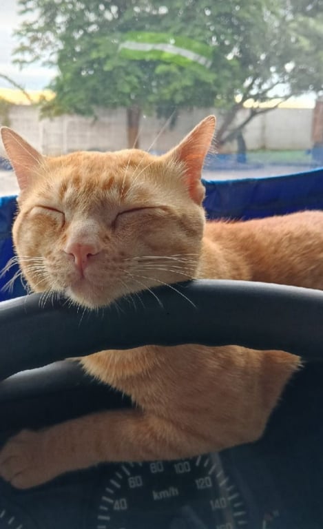 มีโชค