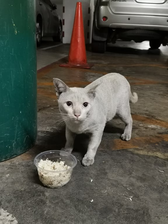 ตามหาเจ้าของแมว พบเจอที่ชั้นใต้ดิน  B2 โรงพยาบาลเวชศาสตร์​เขตร้อน
ตอนนี้น้องมอมแมมมากค่ะ