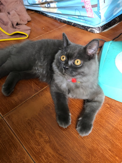 ลาเต้