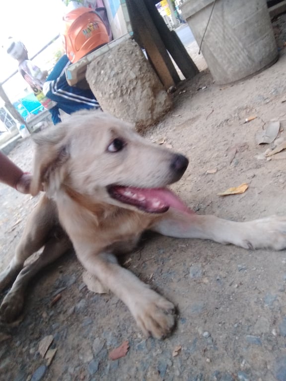 ตามหาเจ้าของหมา สีครีมล้วนทั้งตัว ไม่กลัวคน เป็นหมาซน