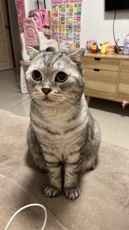 เม้ว