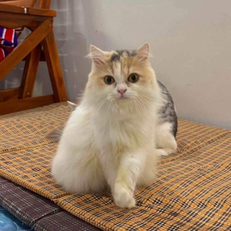 อาหมวย