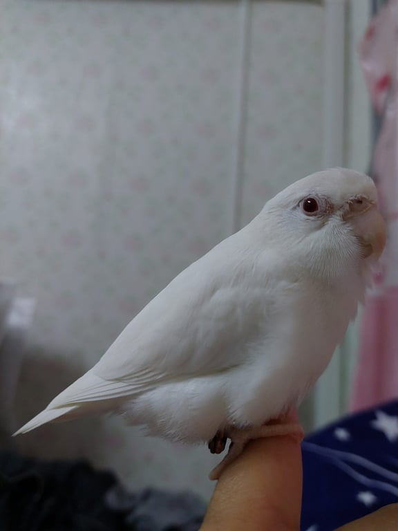ลิลลี่