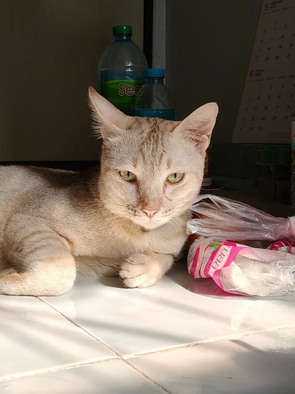 ลูก้า