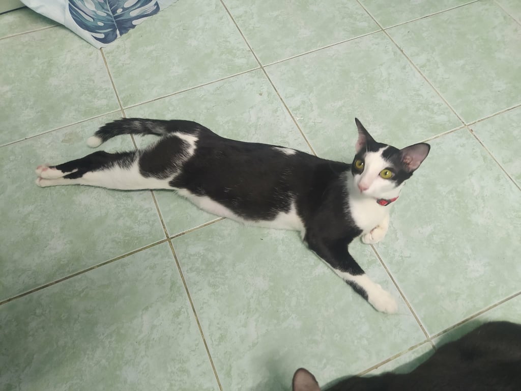 แป๋วแหวว