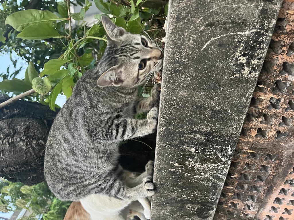 ตามหาเจ้าของแมว อายุ 4 เดือน