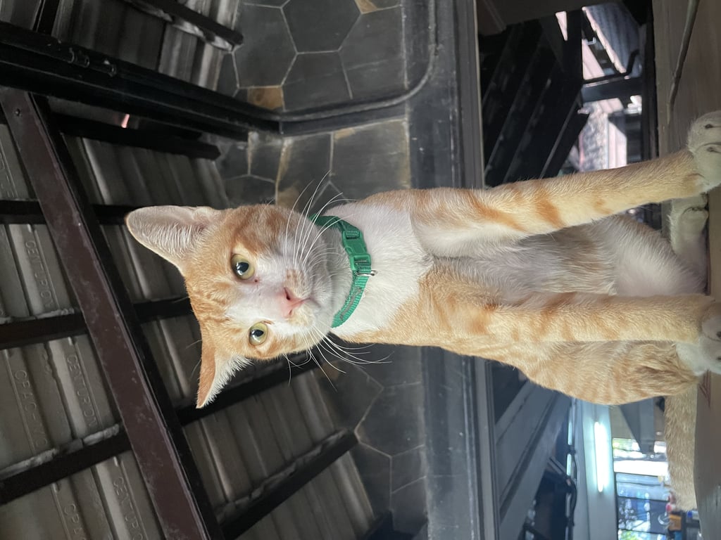 ตามหาเจ้าของแมว น้องหลงเข้ามาในตัวโรงงานได้เป็นเดือนแล้ว ไม่ยอมไปไหน หากเจอเจ้าของสามารถติดต่อมารับตัวได้ตลอด ตอนนี้ทางเราช่วยดูแลน้องอยู่ค่ะ