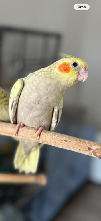 เจียวหอม