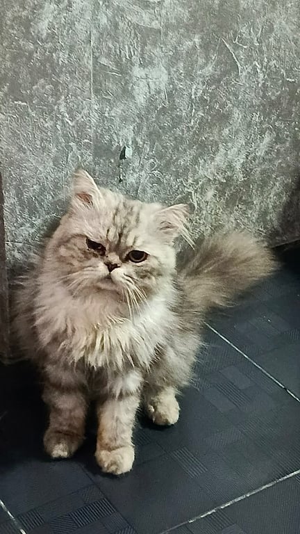 มู่ตู่
