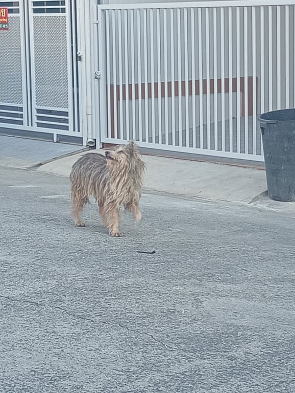 ตามหาเจ้าของหมา น้องอาจจะหลงมาหรือโดนเอามาปล่อยในหมู่บ้าน