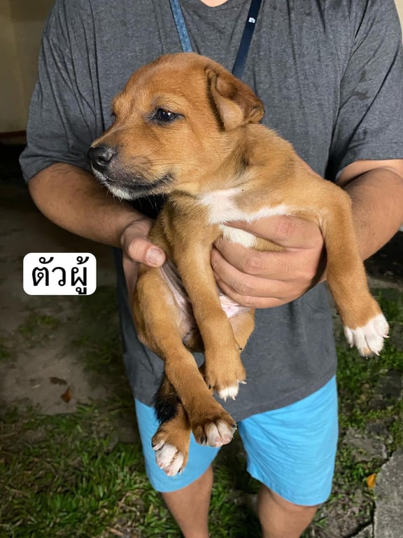 ตามหาเจ้าของหมา ตัวเมีย 2 ตัวผู้ 2