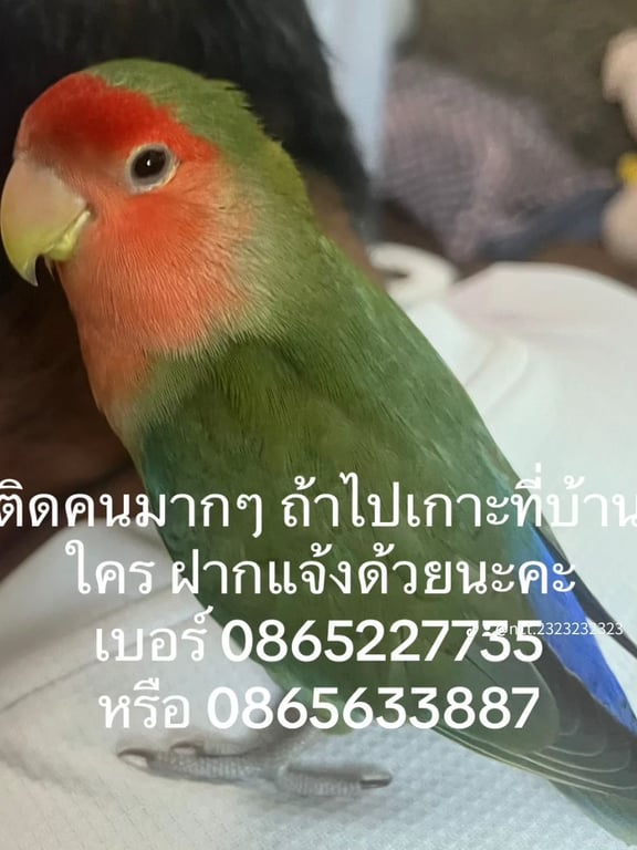 วินเทอร์