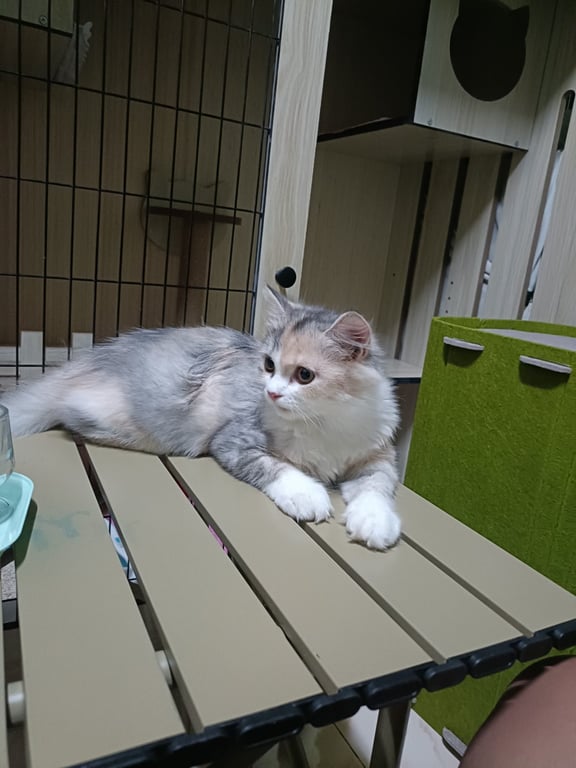 คาเมท