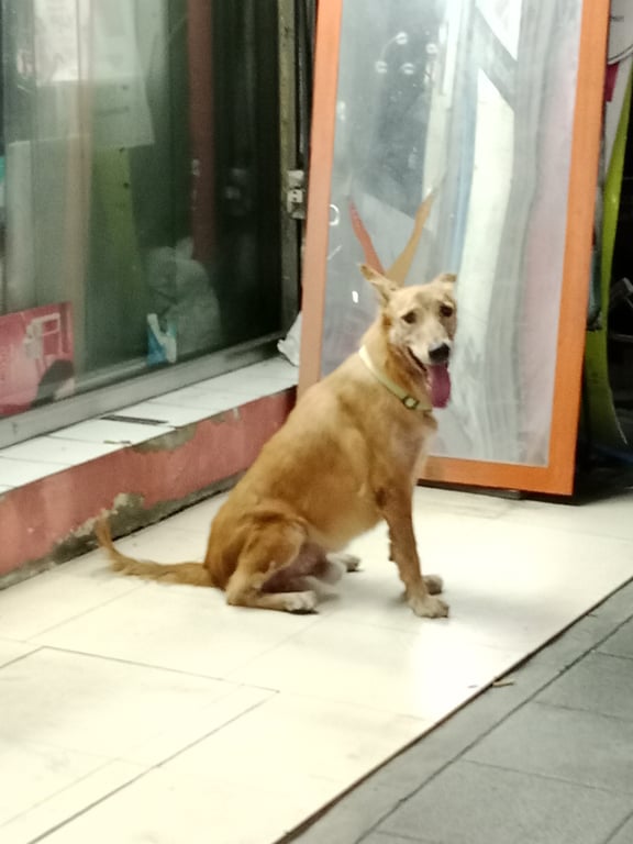 ตามหาเจ้าของหมา น้องวิ่งเตลิดมาจากถนนรามคำแหง (หน้าราม) วิ่งเข้ามาหลบอยู่รามคำแหง 53 น้องตื่นคนมาก ไม่สามารถเข้าใกล้น้องได้ ถ้าเข้าใกล้น้องจะวิ่งหนี