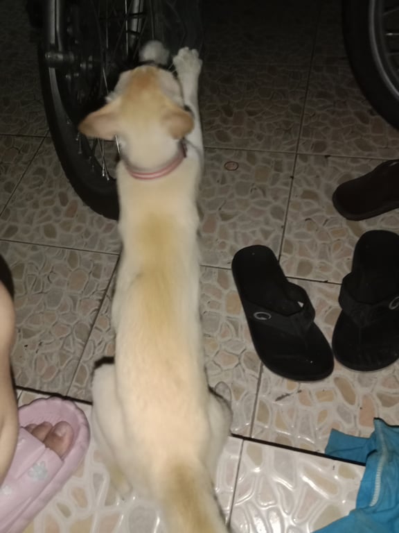 ตามหาเจ้าของแมว น้องหลงมาอาทิตย์กว่าเเล้ว กำลังท้องตัวเล็ก มีปอกคอสีเเดง ไม่มีกะดิ่ง