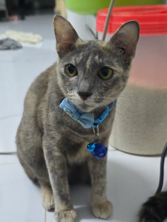 ซันซิล