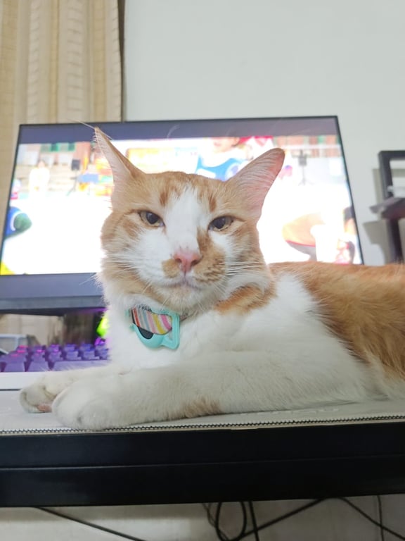 ชาเย็น