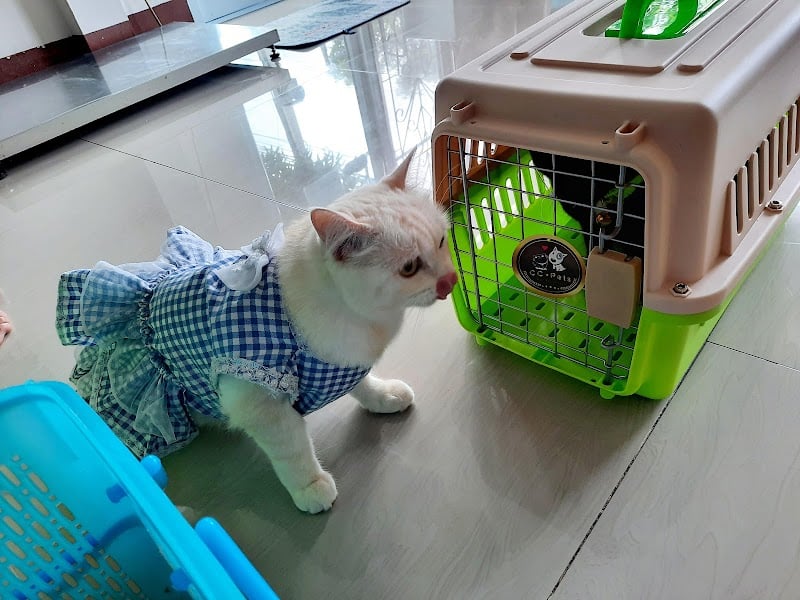 หมอตู่รักษาสัตว์