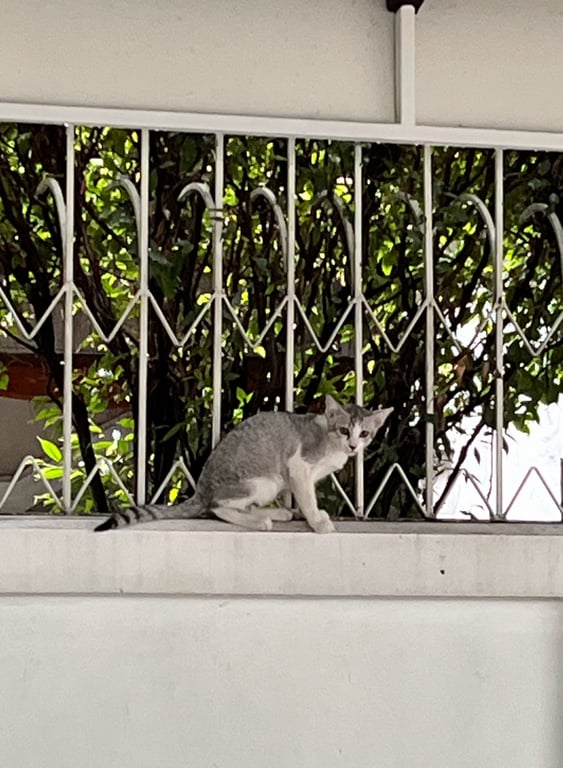 ตามหาเจ้าของแมว แมวสีเทาอ่อน