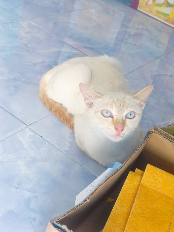 ตามหาเจ้าของแมว จมูกชมพู