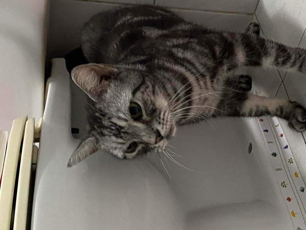 ตามหาเจ้าของแมว 