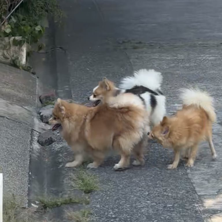 ตามหาเจ้าของหมา 