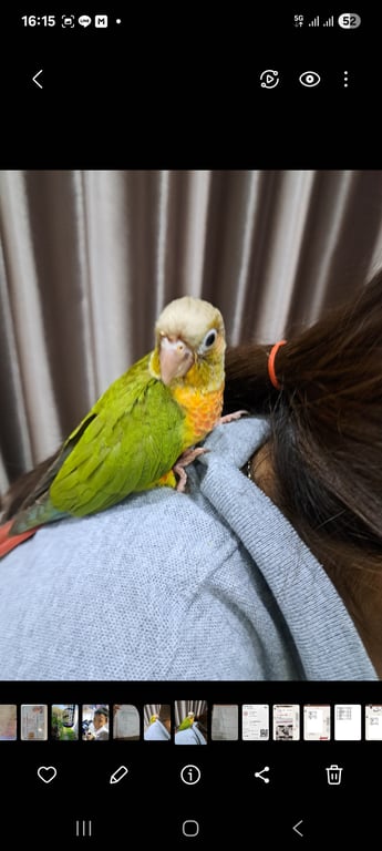เลม่อน