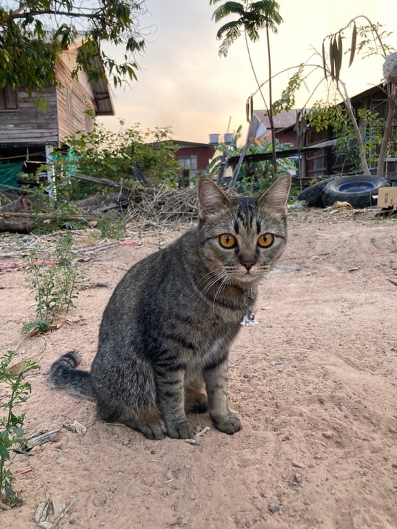 เลม่อน