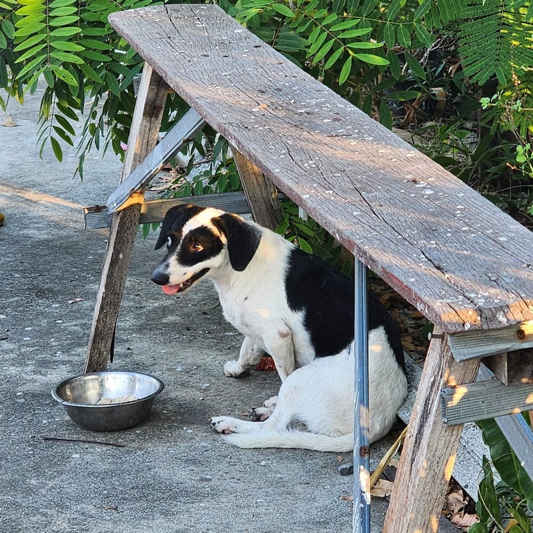 ตามหาเจ้าของหมา พันธุ์เล็ก ไม่แน่ใจหลงมาหรือโดนไม่เอามาปล่อยค่ะ บ้านที่น้องหลบอยู่ให้อยู่ถึงสิ้นเดือนนี้ค่ะ