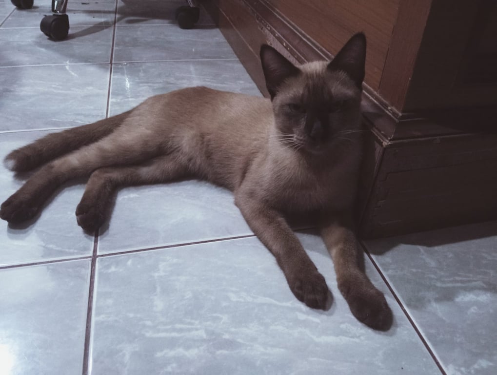 หอม