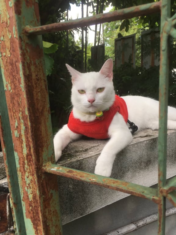 เป็ดๆ