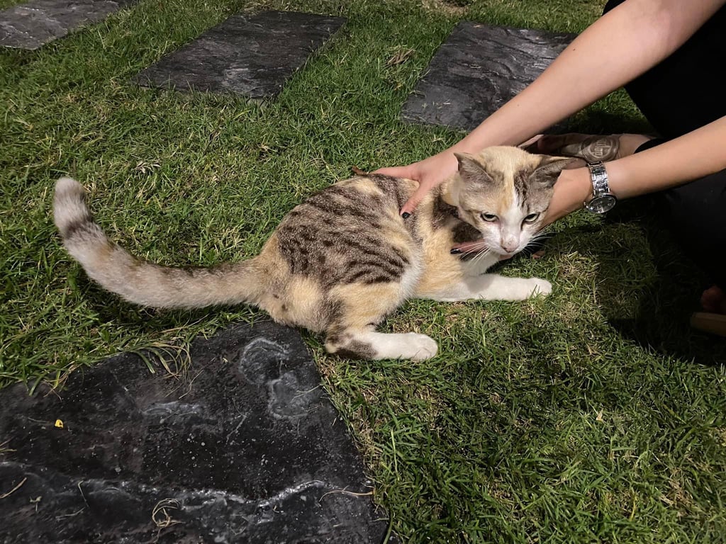 ตามหาเจ้าของแมว 