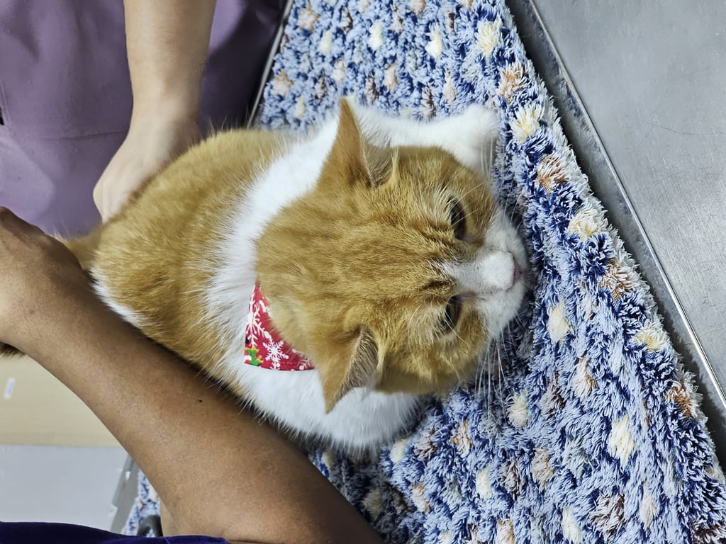 ตามหาเจ้าของแมว **ตามหาบ้านใหม่ให้น้อง++

คาดว่าน้องน่าจะหลุดมาค่ะ ตอนเจอไม่มีปลอกคอมาด้วย แต่น้องน่ารัก นิสัยดี ไม่ขู่ ไม่ตบ
เจอน้องแถวๆรองเมือง 
เพศผู้ - ทำหมันแล้ว 
ตรวจโรคเบื้องต้น ไม่เป็น เอดส์ ลูคีเมีย หัดแมว พยาธิหัวใจ 
เข้ากระบะทรายเป็น กินเก่งอยู่ 😅

**แต่น้องมีอาการ หอบหืด ปอดอักเสบ ที่น่าจะเป็นมาสักพักค่ะ ตอนนี้พาไปพ่นยาอยู่ค่ะ**

ตอนนี้นำน้องมาดูแลเบื้องต้นก่อนกลัวน้องโดนรถชนค่ะ 

***ถ้ามีใครสนใจ อุปการะน้อง ติดต่อมาได้นะคะ แต่ขอคัดบ้านที่สามารถดูแลน้องได้นะ***