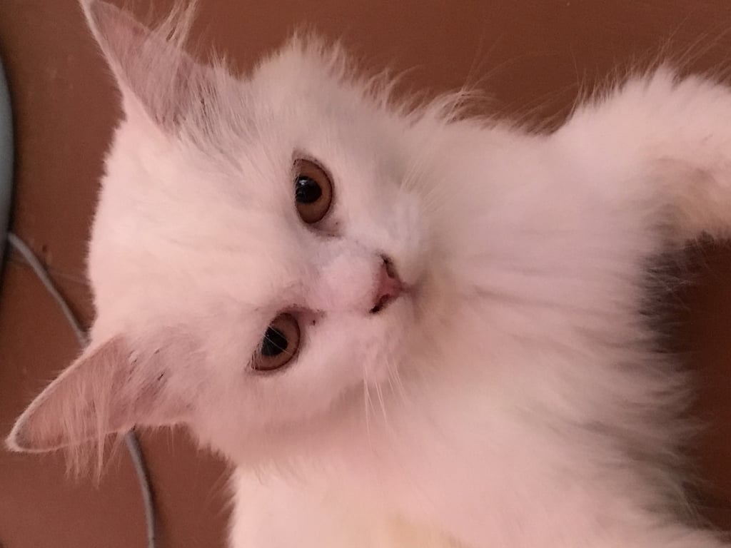 ตามหาเจ้าของแมว 