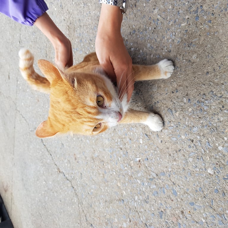 ตามหาเจ้าของแมว 