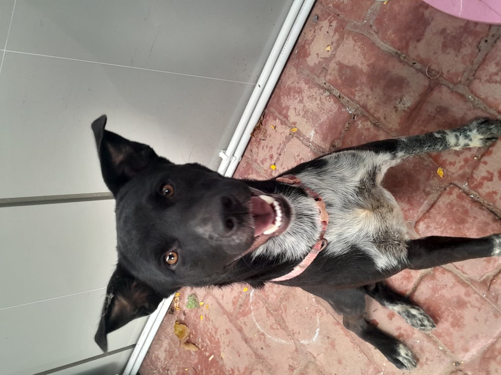 ตามหาเจ้าของหมา น้องหลงมาค่ะตอนนี้อยู่ที่ปั๊มน้ำมันปตทสนามบินจังหวัดขอนแก่นน้องแสนรู้มากค่ะเชื่อฟังคำถามไม่ดุเลยสงสารน้องจริงๆ
ที่ปั๊มน้ำมันมีสุนัขอยู่แล้วค่ะแล้วก็รถเยอะกลัวน้องไม่ปลอดภัยมีใครเมตตาไหมค่ะ