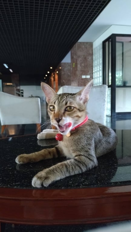เทสล่า