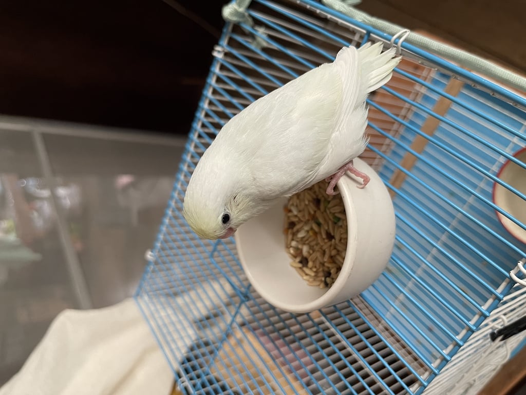 ตามหาเจ้าของนก 