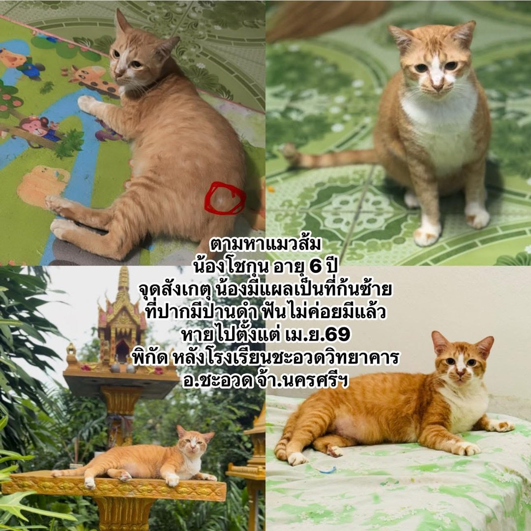 น้องหายใครพบเจอ อุ้มกลับมาส่งที่บ้านให้หน่อยค่ะ มีค่าตอบแทนให้ค่ะ